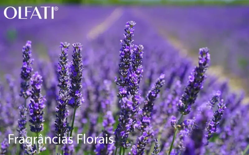 IMAGEM-LAVANDA-OK-1110x630